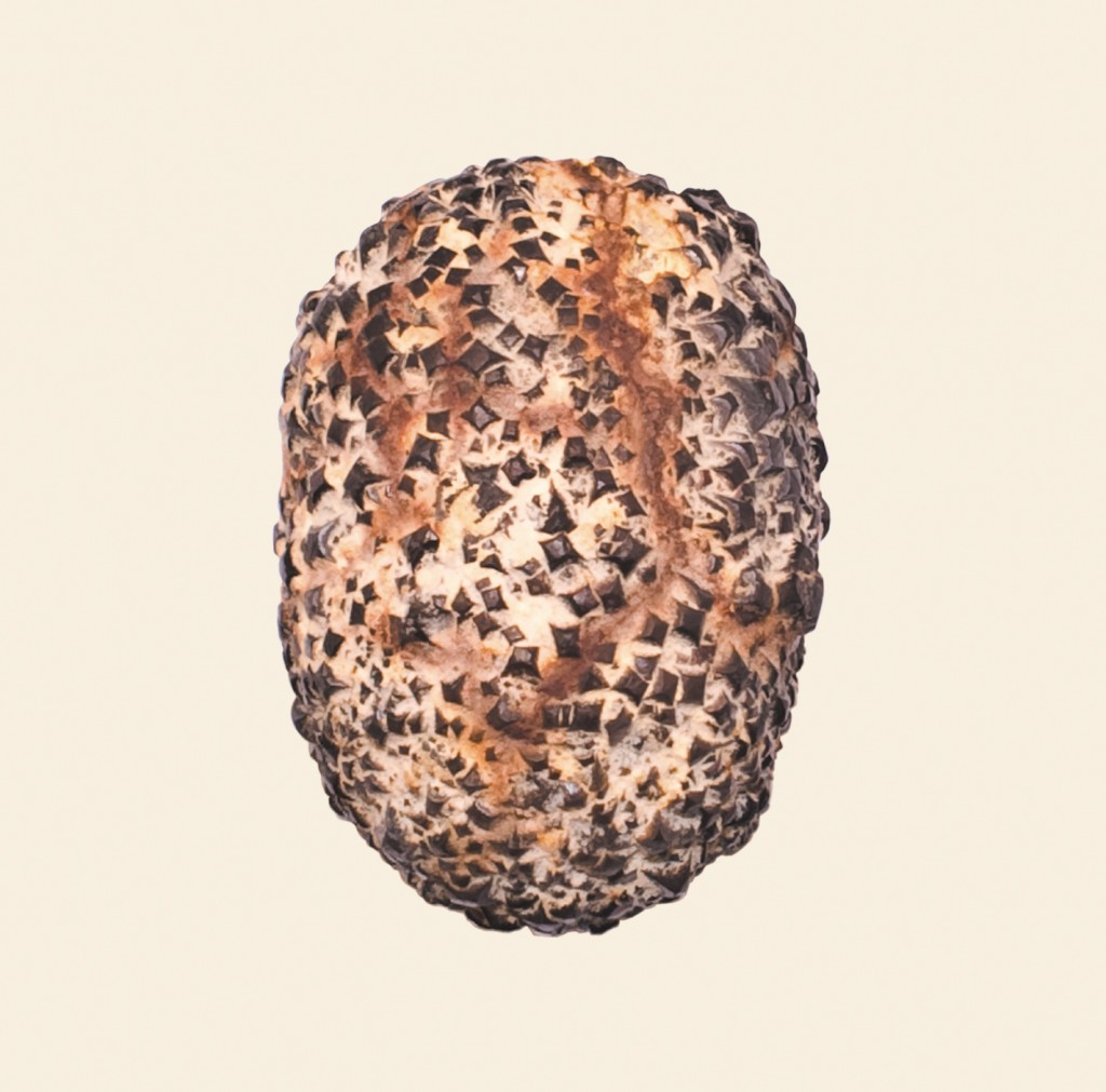 l'OcelleMare-serpentement